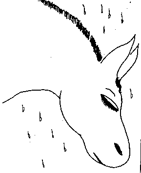 donkey in rain